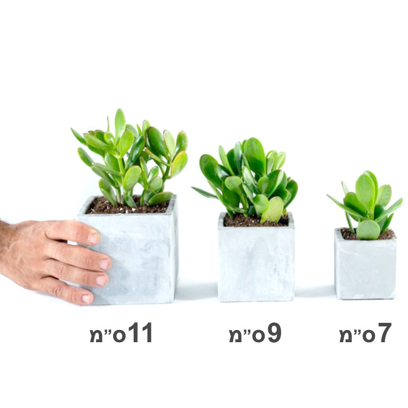 סוקולנטים אמיתיים בכלי בטון מעוצב (7 ס"מ)