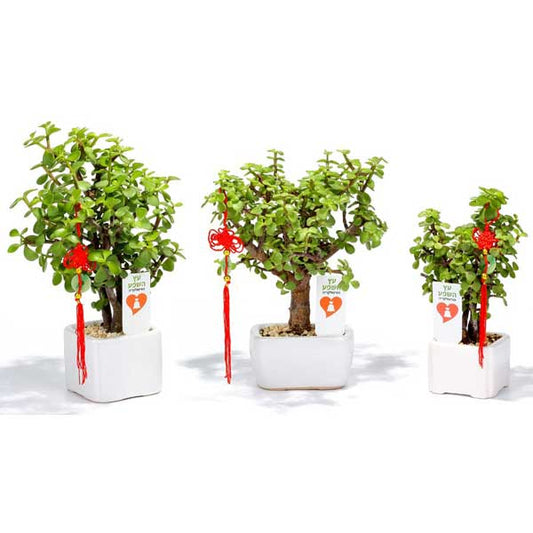 עציץ ממותג שפע וברכה