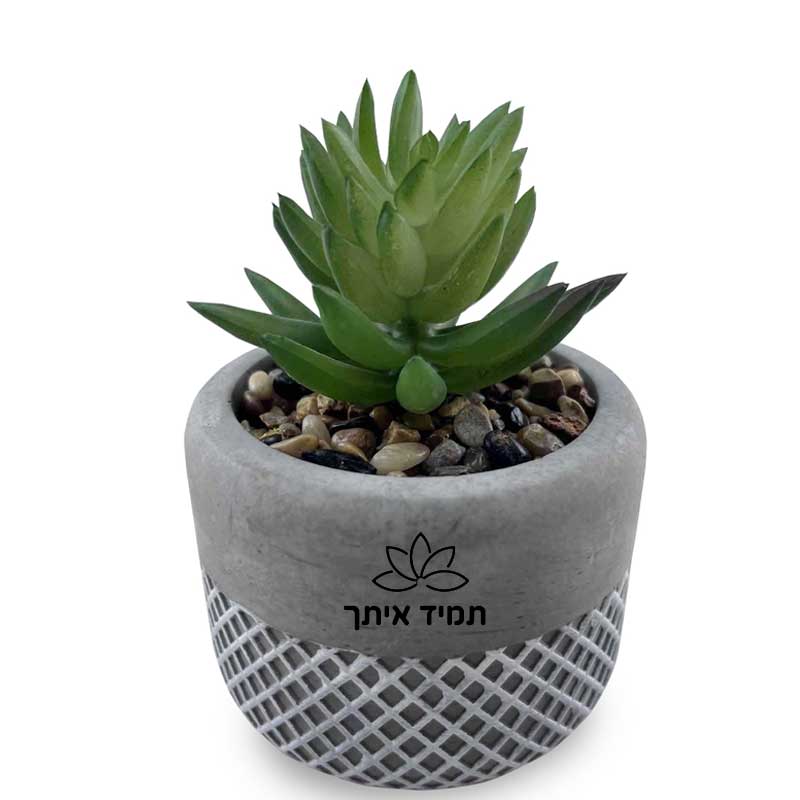 סוקלנטים וקקטוסים  מלאכותיים בכלי חמר – אלוקסיה