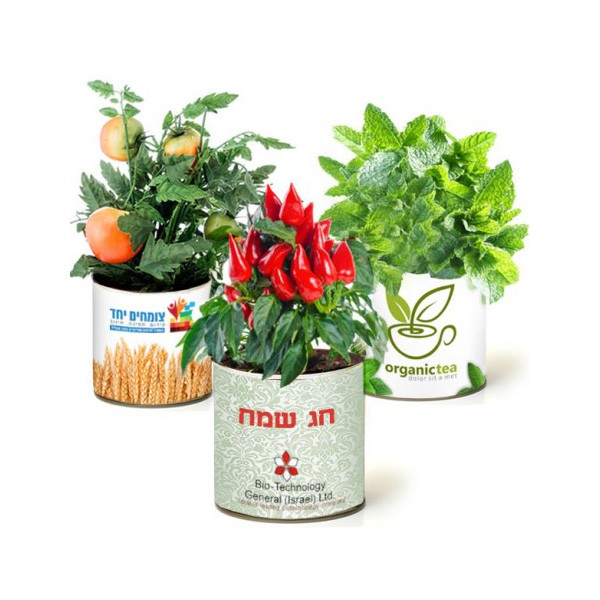 גינת תבלינים בפחית ממותגת