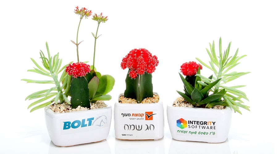 קקטוס ישראלי 12/9/7 ס"מ
