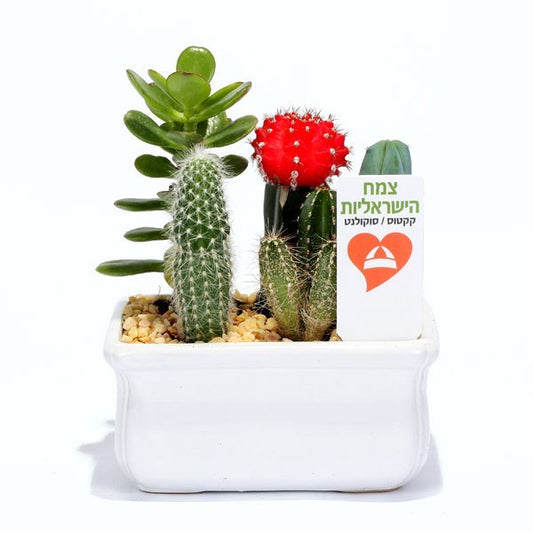 קקטוס ישראלי 9/9/7 ס"מ
