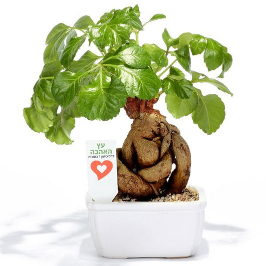 עץ אהבה 9/9/7 ס"מ