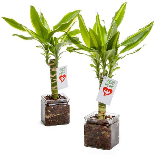 לאקי במבוק גדול