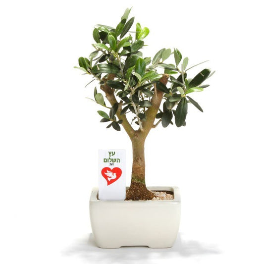 עץ זית אישי 12/9/7 ס"מ