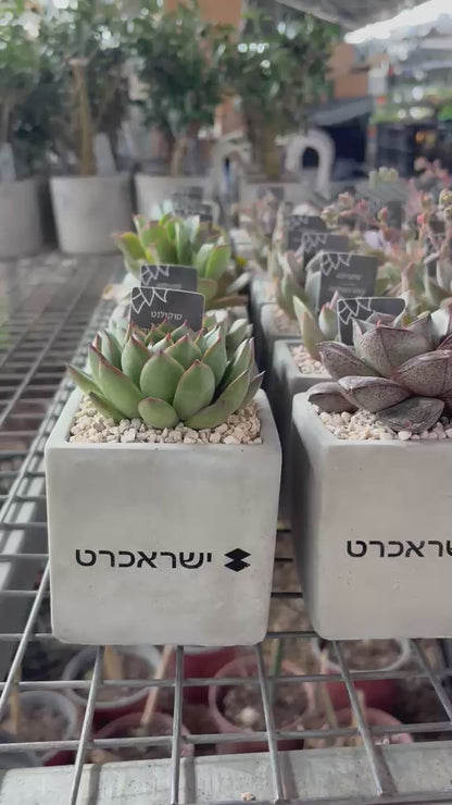 סוקולנטים אמיתיים בכלי בטון יוקרתי (11 ס"מ)