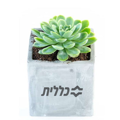 סוקולנטים אמיתיים בכלי בטון יוקרתי (11 ס"מ)