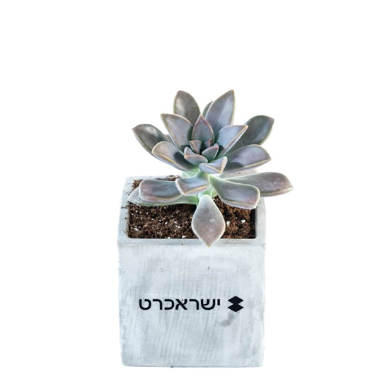 סוקולנטים אמיתיים בכלי בטון מעוצב (7 ס"מ)