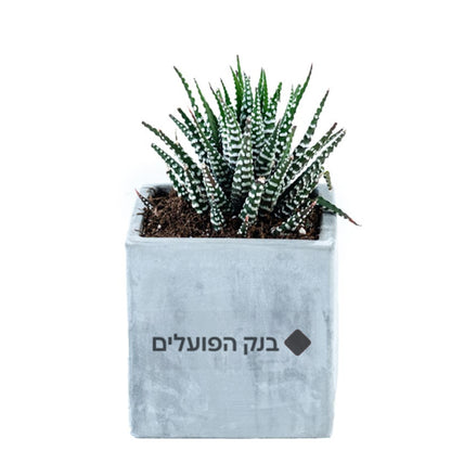 סוקולנטים אמיתיים בכלי בטון מעוצב (9 ס"מ)